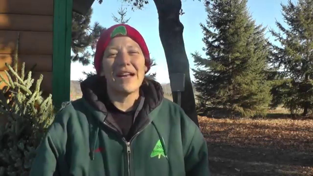 Fun Friday Cutting Down a Christmas Tree at B&J Evergreen Tree Farm