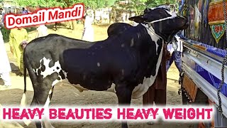 Domail Mandi Today update Rates ll Fateh jangi bulls ll 31/05/2024 ll Part 1 ll Jaffar Mandi