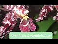 Prsentation des orchides  pseudobulbescambria et oncidium et leur entretien plants orchids