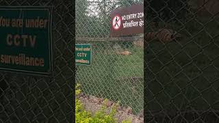 Nahargarh biological park jaipur