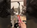 出迎え猫のご褒美がない時の顔#short