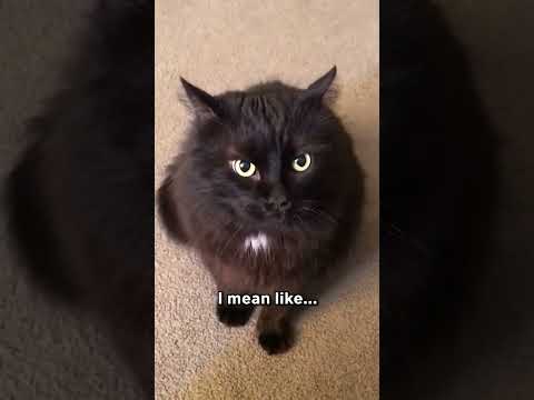 וִידֵאוֹ: כאשר חתולים שחורים משוטטים ודלעות זוהרות?