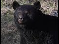 Carols Black Bear Attack At Tuscarora Overlook