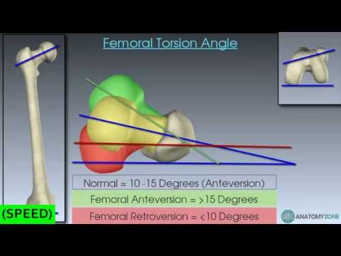 [स्पीड] फेमर- स्केलेटल ऍनाटॉमी