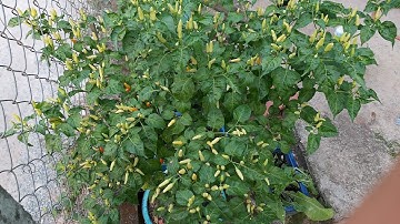 Cách Thu Hoạch Bón Phân Và Chăm Sóc Ớt Xiêm Trắng Cho Nhiều Trái Phần Cuối