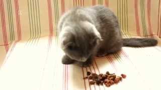 Dry Cat-food vs Wet Food in Kitten Test
