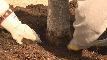 Fixing Over-Mulched Trees -- The Family Plot