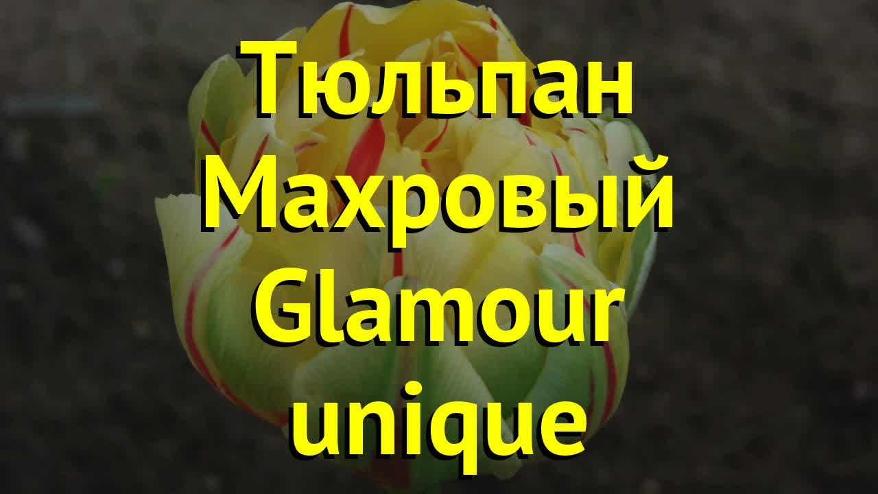 Тюльпан махровый Гламур Юник. Краткий обзор, описание характеристик Glamour unique