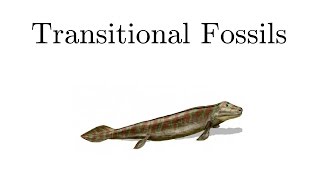 Transitional Fossils