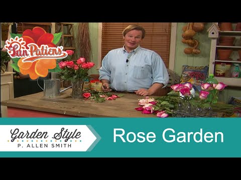 Vídeo: Plantes de Lapageria Rosea: consells per cultivar campanes xilenes