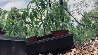 Planting Cherokee Purple and Amish Paste Tomatoes. Ozark mountain gardening!
