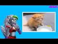 Roxanne Wolf REACTS to Cat Memes Part 66