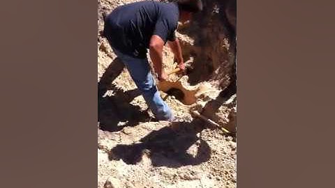 Removing Gopher Tortoises