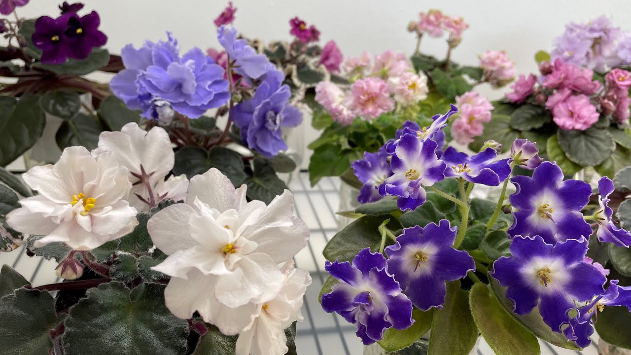 African Violets Blooming in November 2022 Part 1 Standards YouTube
