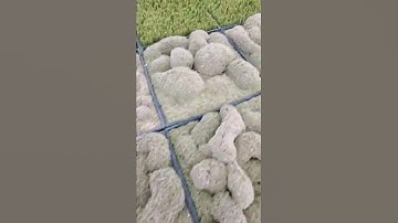 Thumbnail of These succulents grow in the weirdest way...