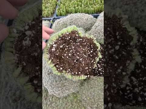 Video: Starta ett suckulentväxthus – hur man odlar suckulenter i ett växthus