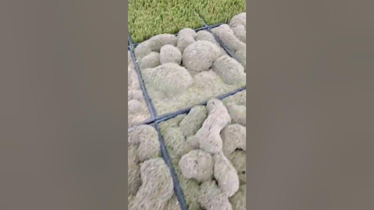 These succulents grow in the weirdest way...