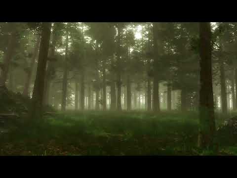 Forest Sounds | Woodland Ambience, Bird Song | 3 Hours indir