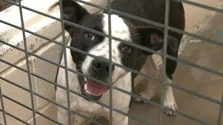 Online event raises $50K for Gainesville animal shelter