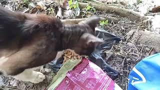 Demi perut yang lapar nasi basipun di makan #kucingjalanan #kucingbelang #kucinglapar