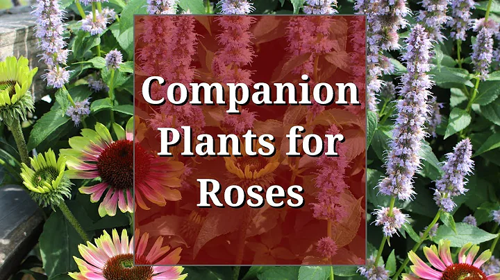 Companion Plants for Roses - DayDayNews