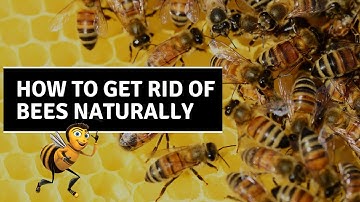 How To Get Rid of Bees Naturally | Natural Bee Removal Methods | Pest Control #howtostuffs