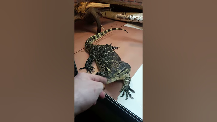 Monitor lizard crawling on the wall