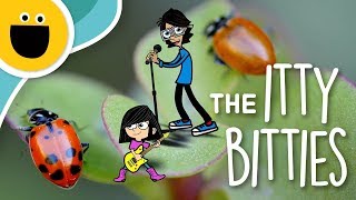 The Itty Bitties Ladybug Song! (Sesame Studios)