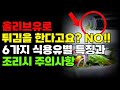 6가지식용유차이점 / 요리시주의사항 / 올리브유 / 해바라기유 / 콩기름 / 카놀라유 / 참기름 / 들기름 / 엑스트라버진올리브유