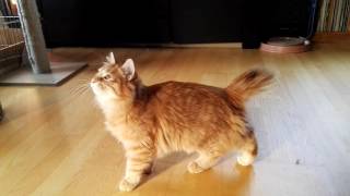 Kurilian Bobtail - Echo Golden Look