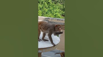 Monkey shorts🐒🐵