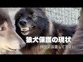 ライムが他の犬に怒られるようになりました【保護5日後】