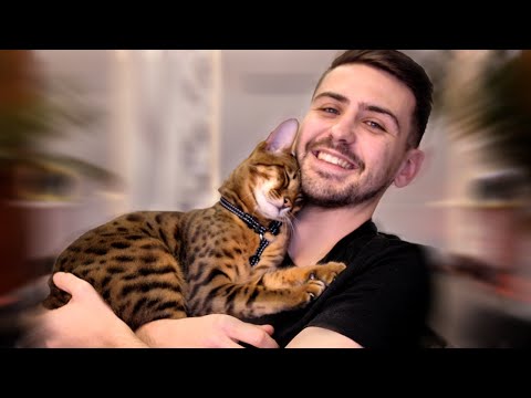 Vidéo: Les joies et les dangers de vivre avec un animal de compagnie Chat du Bengale