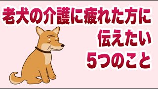 老犬の介護で疲れたあなたに伝えたい、5つの大切なこと【獣医師解説】