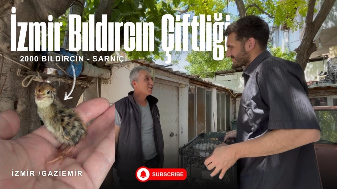 İZMİR BILDIRCIN ÇİFTLİĞİ (2000 BILDIRCIN) VE ÇİFLİĞİMİZİN SON DURUMU