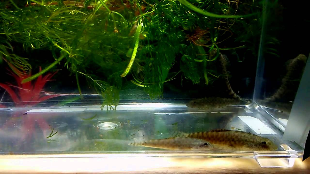 camera iphone 8 plus apk Group of Hillstream loaches, Beaufortia leveretti