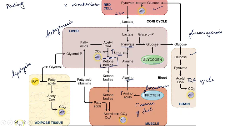 Metabolism in Fasting and Starvation. #neetpg#aiims#mednerd#usmle