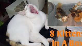 A Day With Cats by Cat Covid Un 90 views 3 years ago 2 minutes, 27 seconds