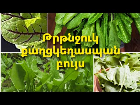 Video: Թրթնջուկ բույսերի բաժին – Պե՞տք է արդյոք պառակտել թրթնջուկի բույսերը պարտեզում