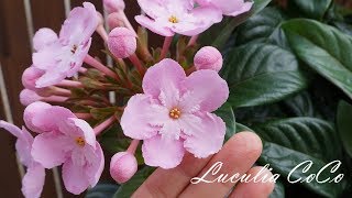 甘い香りに癒される　ルクリア　ココ　登坂園芸　におい桜　鉢花ギフト　群馬の鉢花　フラワーオブザイヤー受賞品種　群馬　中之条