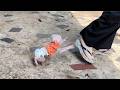 Pavpav Super Fast Ran &amp; Scream Loud Follow His Mom's Work