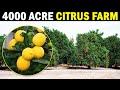 Worlds largest Citrus Farm | Totai Citrus | Lemon Farming / Citrus Farming