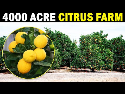 Video: Taškentský citron: popis odrůdy, vlastnosti pěstování