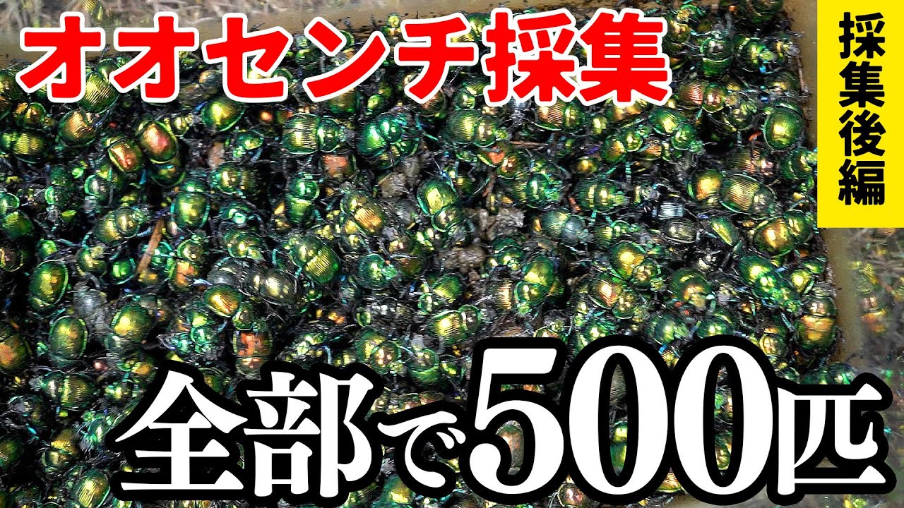 【【超貴重】】ミクラミヤマクワガタ黄紋型×2【規制前採集】 採集禁止!!】超貴重なミヤマクワガタ！？【ミクラミヤマクワガタ