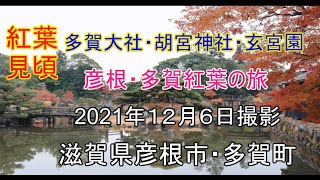 紅葉も終わり 多賀大社 胡宮神社 玄宮園 紅葉の旅 Youtube