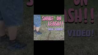 Snake on a Leash! #exoticpets #reptiles #snake #ballpython #helpmemakethismakesense