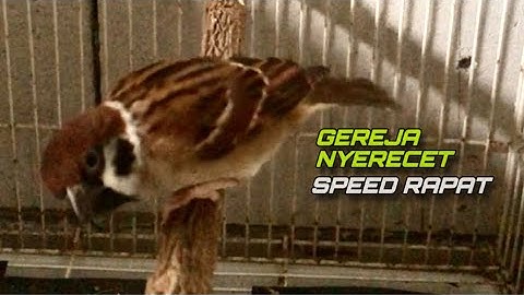 Masteran Burung Gereja Tarung Gacor Ngerol Speed Rapat Nyerecet Panjang | ​⁠​⁠@kicautembak