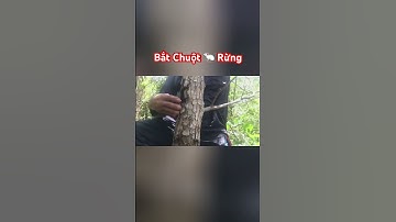 Con Chuột Rừng Này Đã Định Trốn Thoát #shorts #hunting #sanbat