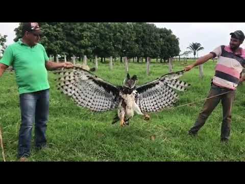 Harpy Eagle shot after killing lambs in Pará, Brazil