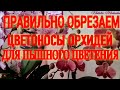 КАК ПРАВИЛЬНО ОБРЕЗАТЬ ЦВЕТОНОС У ОРХИДЕИ ПОСЛЕ ЦВЕТЕНИЯ? А  надо ли это делать вообще? МОЙ ОПЫТ!!!